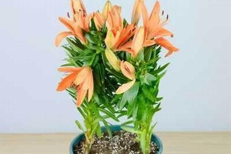 谷壳加秸秆怎么做肥料