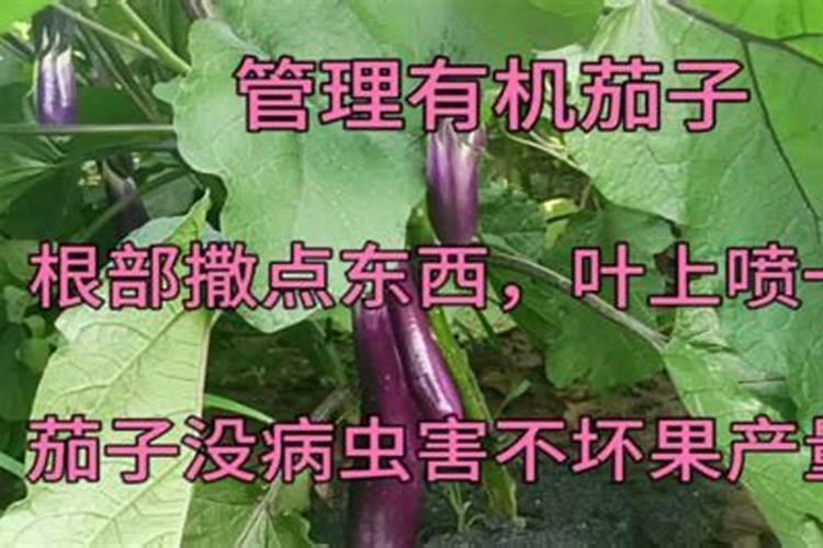 茄子坐果期分别该如何充肥？