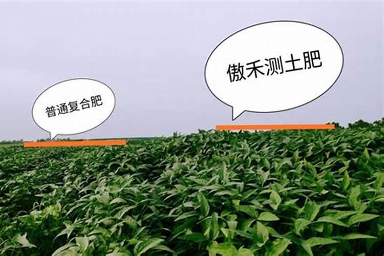 棉花施钾肥最佳时间
