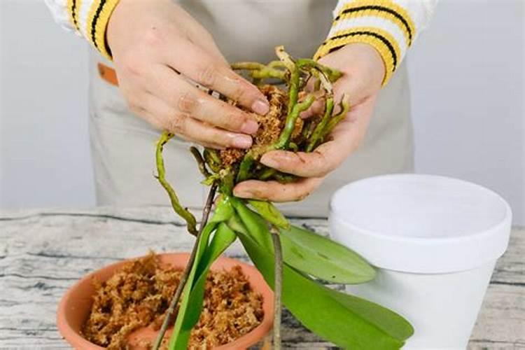 蝴蝶兰换盆后多久施肥,服盆之后可追施有机肥