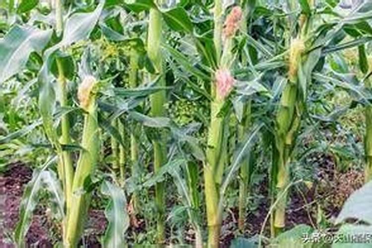 点滴效果快, 5%葡萄糖 250ML 甘乐 80mg 或 阿拓莫兰 120 mg (QDIVGTT...