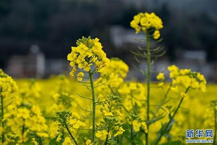 柑子树几年结果实