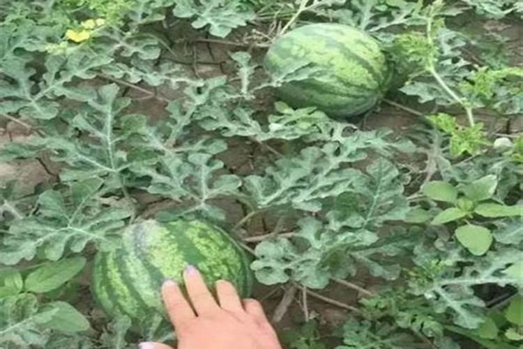 种大豆、花生等豆科植物,不需要多施氮肥,原因是( )A.土壤中氮肥较多B...