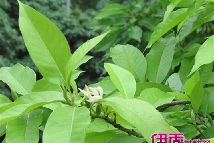 吃青柠檬有什么好处