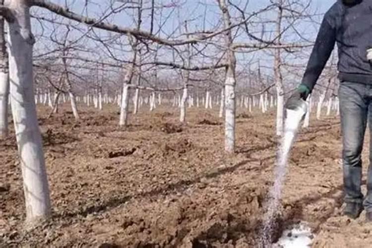 苹果树秋季施什么肥料