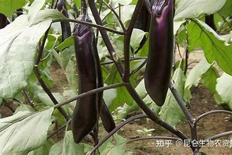 茄子冬天冲什么肥好