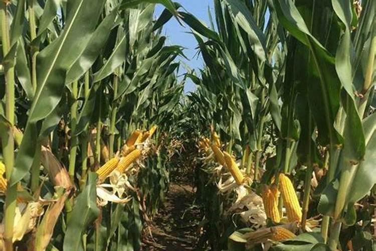 袁隆平点赞的种福田海水稻是如何在盐碱地上种出来的？