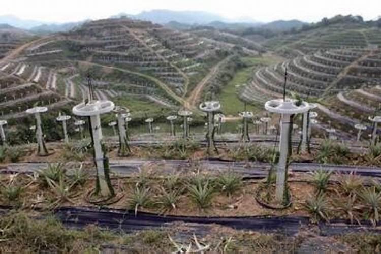 柑橘拉枝几个月才能解绳子了