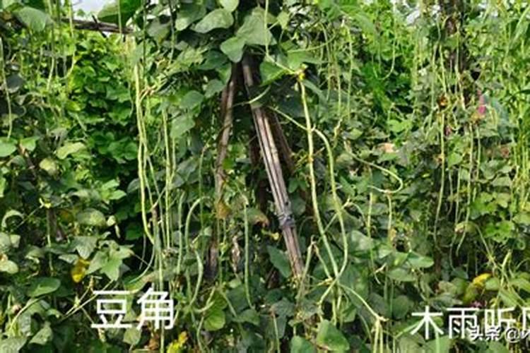 柑橘这样补硼, 花好叶好品质高