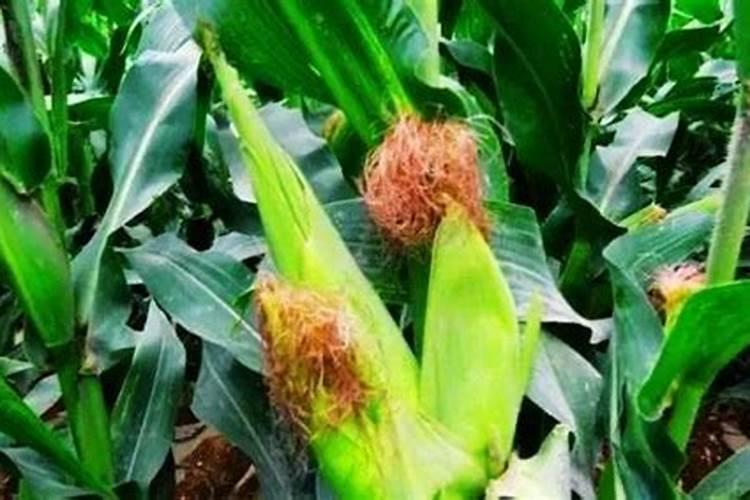 草莓叶面喷施微生物菌剂可以吗