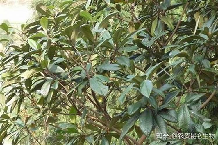 我们家的柑橘需要喷大量的叶面肥市面上的品种太多了,不知哪种吸收好一 ...