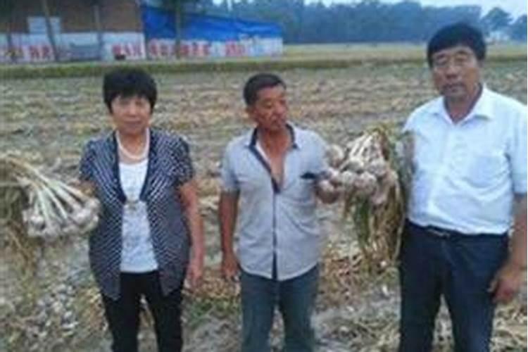 能让红薯高产的施肥方法