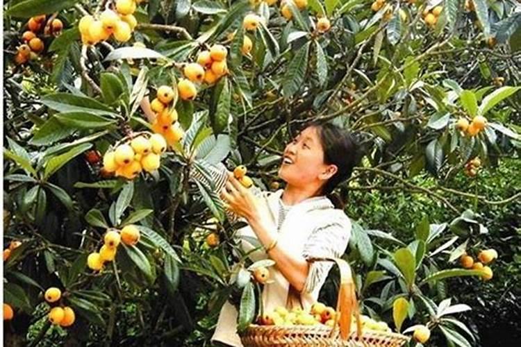 各种肥料的肥效期多长