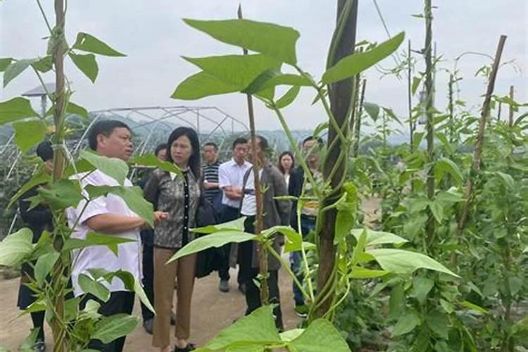 桂花树适合施什么肥