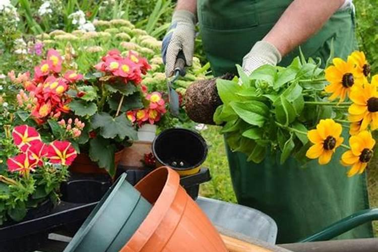 花施肥后能浇水吗 花施肥后能不能浇水