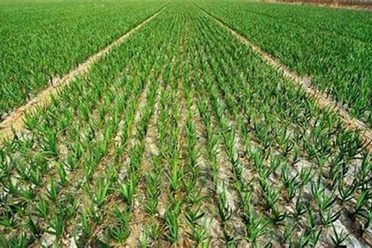 不含氯化钾的复合肥