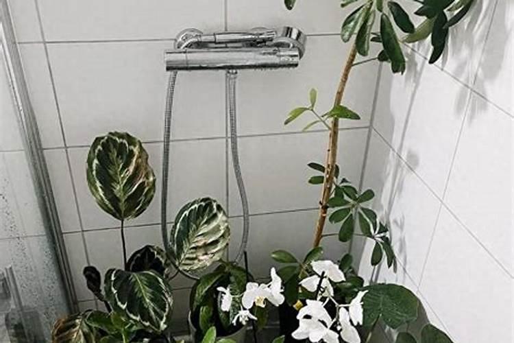 养花的氮肥有哪些