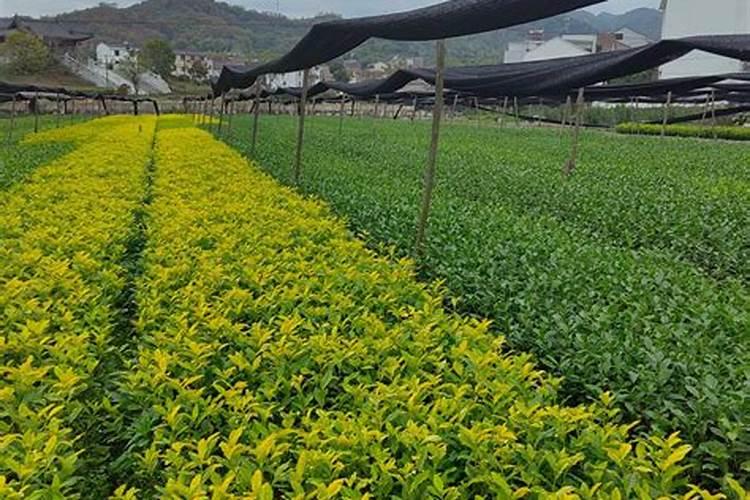 施肥料茶叶十一月农历