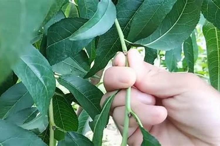 罗汉竹的养殖方法