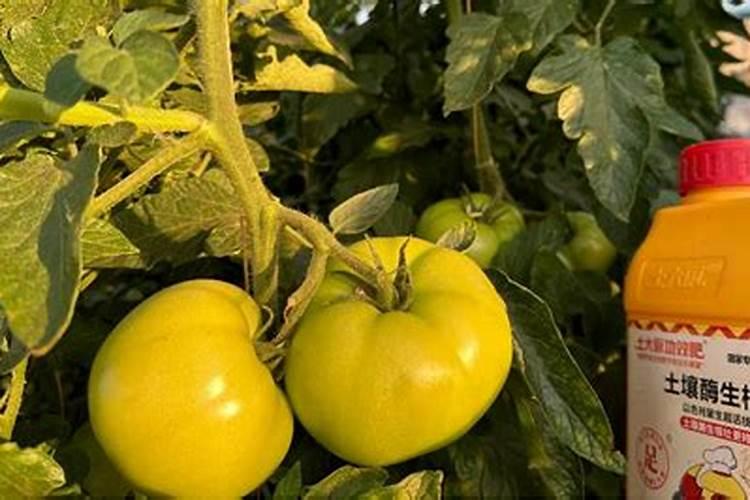 杏树结果期间应该需要上什么肥料