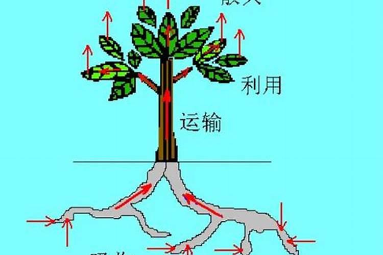 君子兰能施化肥吗