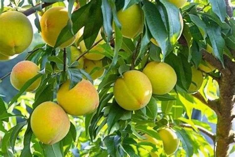 为什么非洲菊不能放家里