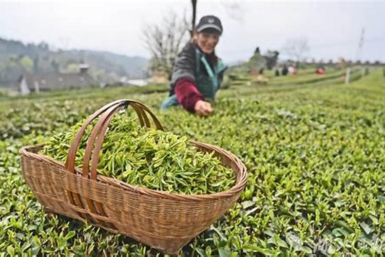 茶叶什么时候施肥最好茶叶施肥要适当