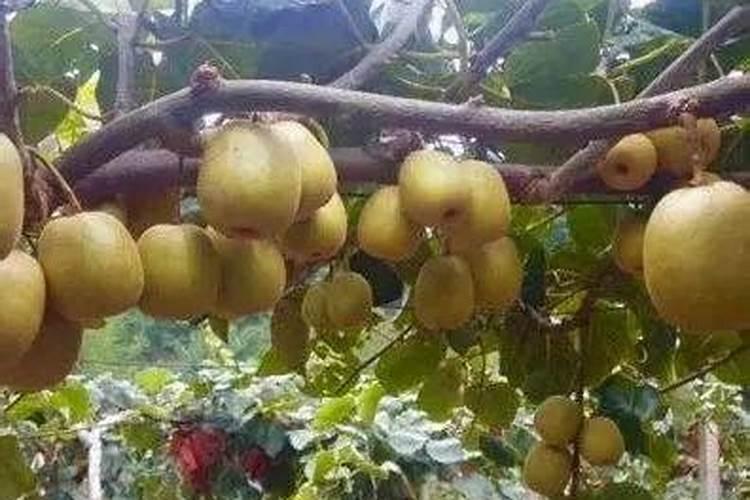 猕猴桃萌芽肥施什么肥最好 猕猴桃萌芽肥施肥简述