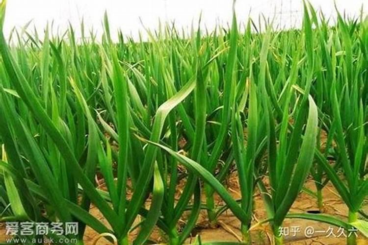 大蒜开春后第一次施肥在什么时候