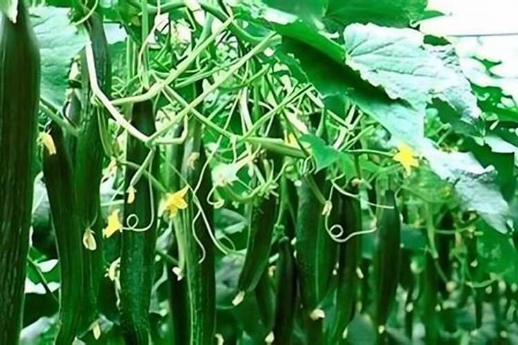 水果黄瓜缺什么肥料