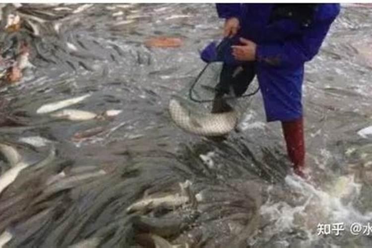 鱼精蛋白生产方法