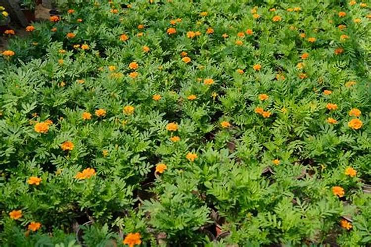 万寿菊叶面肥用什么好