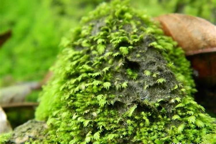 头孢呋辛钠粉针剂用法用量