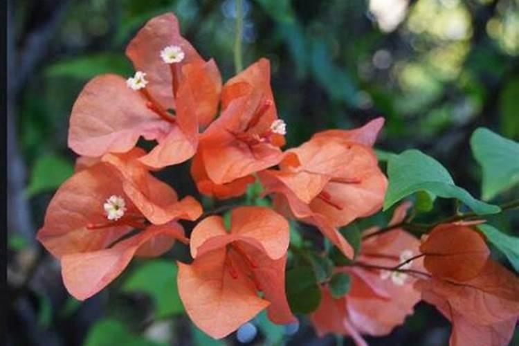 三角梅怎样施肥才会经常开花 三角梅如何施肥才会经常开花