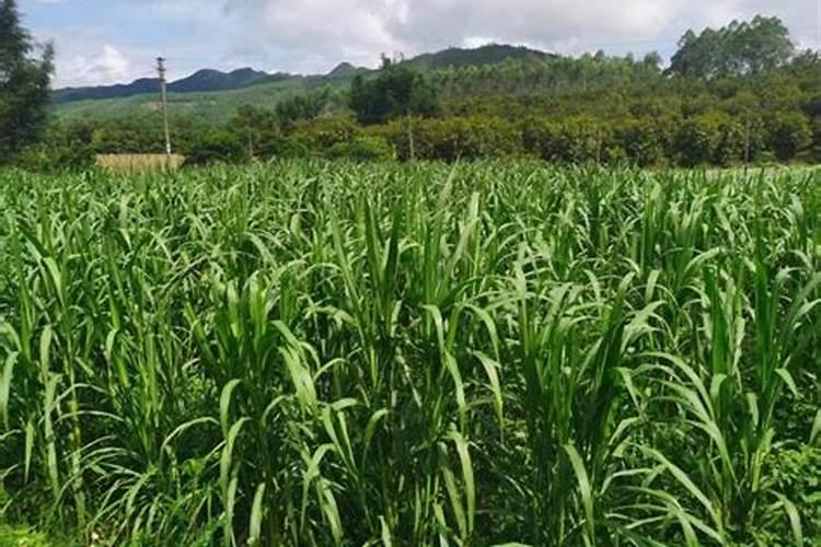 种植牧草需要什么肥料