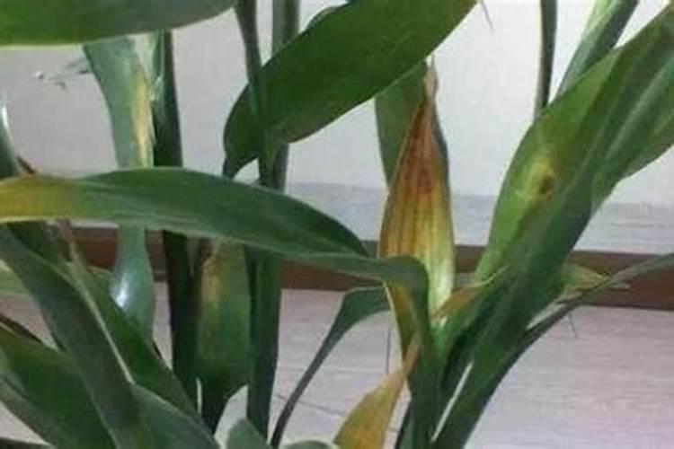我 家事种植黄瓜的钾肥过量了导致叶片发黄,怎么补救