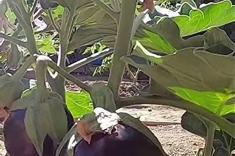 蔬菜种植补钙技巧 蔬菜种植怎么补钙