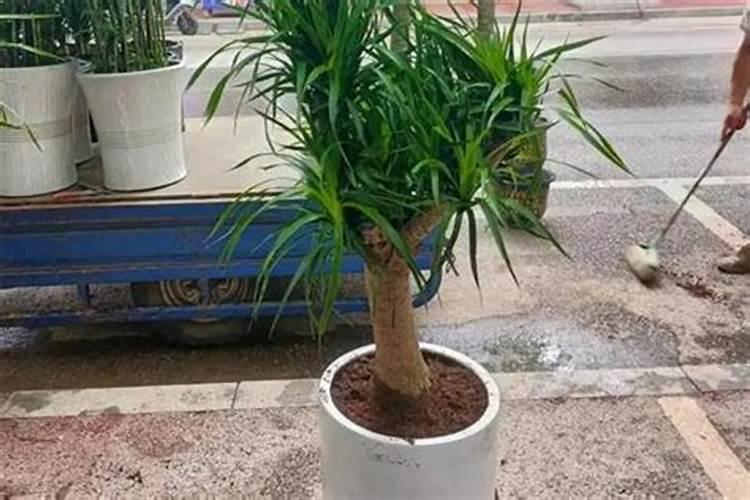 水溶性磷肥有哪些