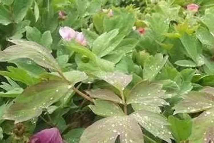 桑叶牡丹叶子蔫了