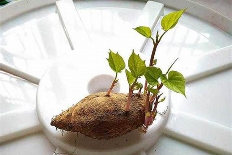 地瓜施什么肥最好