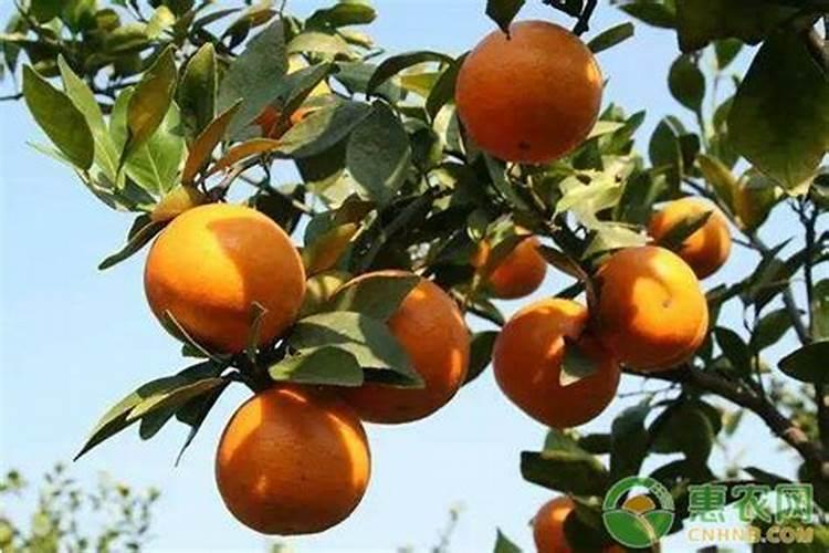 求解滴水观音为什么叫滴水观音？有哪些注意事项