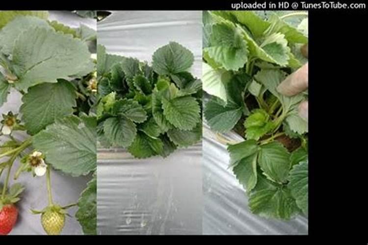 草莓施肥用什么肥料