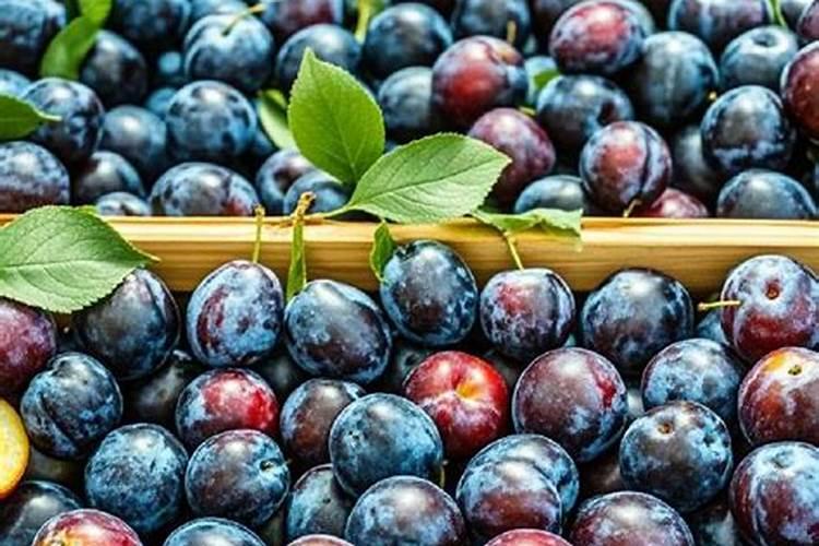 猫界巨婴:缅因猫22个月长到12.5公斤,有望打破世界纪录