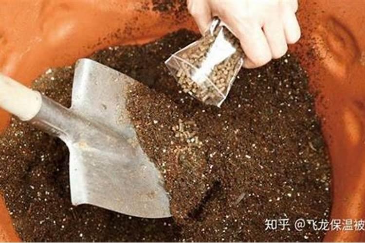 想种植食用或者中药百合花,但是没技术,没种子,希望有人可以引导!