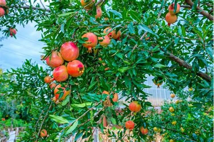 石榴树施什么肥