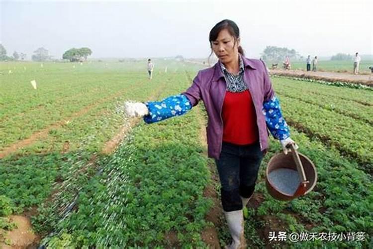 含氯的肥料不适合哪些作物