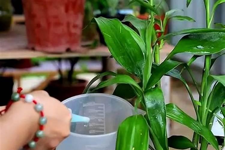 富贵竹叶子发黄怎么养？