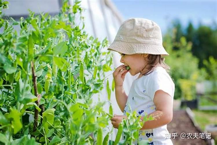 金银花施肥禁忌
