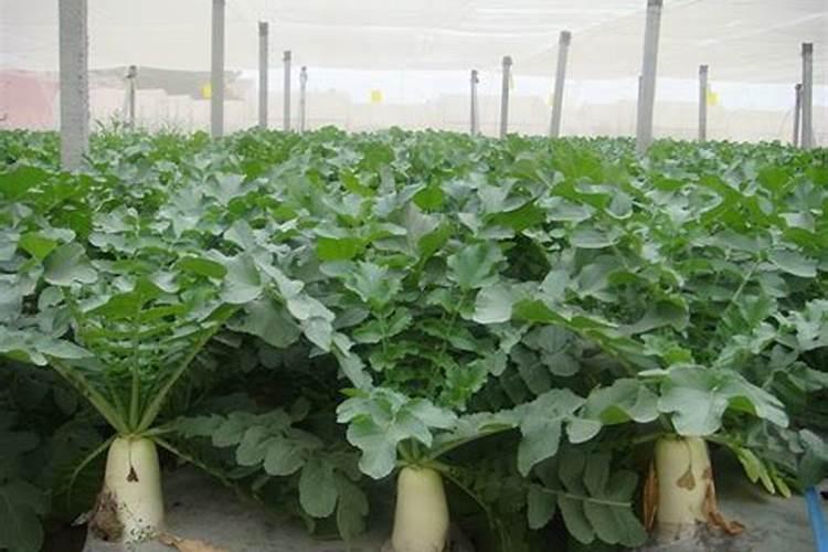 高磷水溶肥配方表