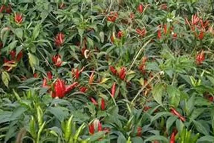 朝天椒怎么种植能高产？